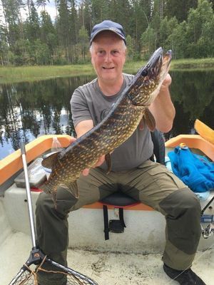 Fint fiske i sjön med stora gäddor och aborrar