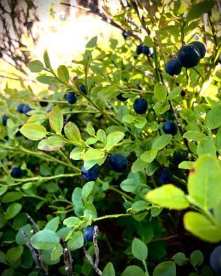 Liten stuga, 10 min skogspromenad till havsbad - Bild 20