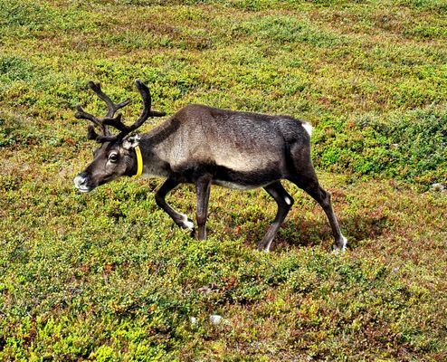 Parhus nära Idrefjäll/Himmelfjäll - Bild 21