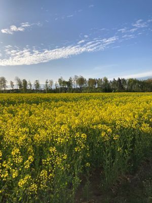 Röd liten stuga vid sjön - Bild 5