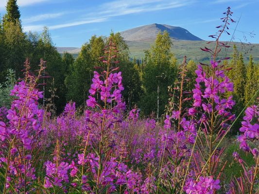 Booking in Borgafjäll - Stugor uthyres vid backen - Bild 38