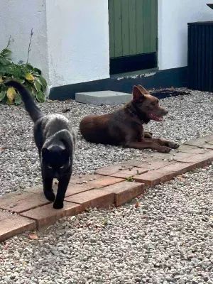 Hunden Rio och katten Albin som bor på gården