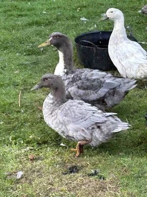 Några av gårdens ankor (Svensk blåanka)