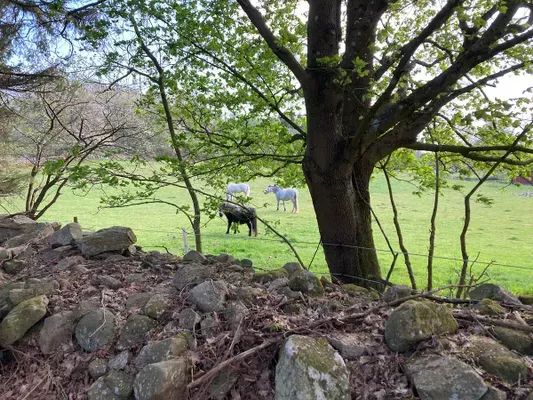 Mysigt gästhus på gård i rogivande natur - Bild 6