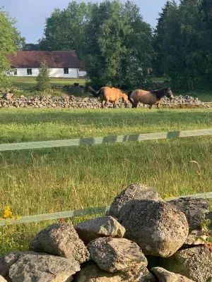 Mysigt gästhus på gård i rogivande natur - Bild 22