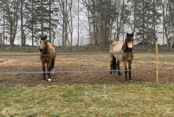 Hästarna Nektar och Stella