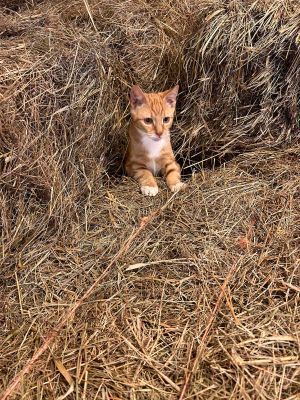 Katten Mini som bor på gården