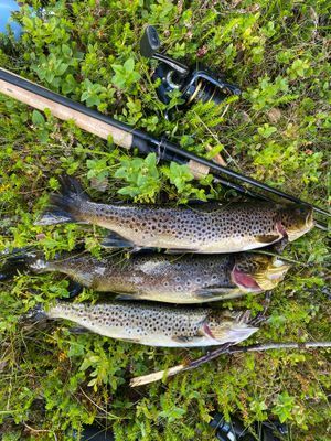 Bränna Frostviken - Bild 19