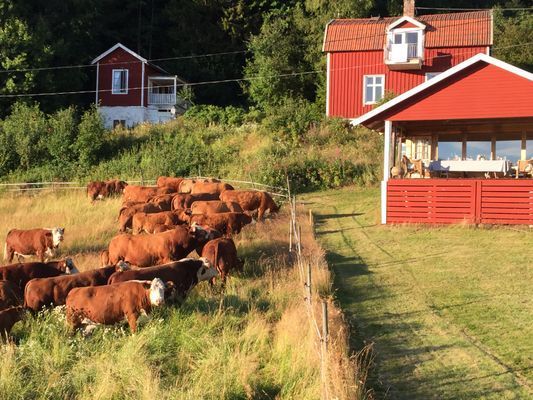 Höga kusten - flera hus - Bild 28