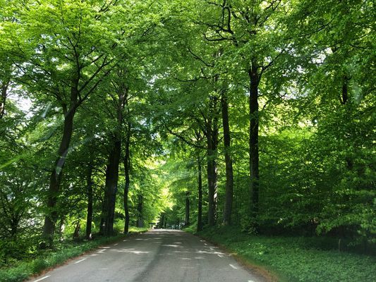 Närbelägna bokskogen