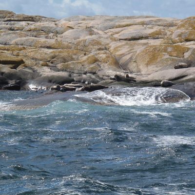 sälar i skärgården