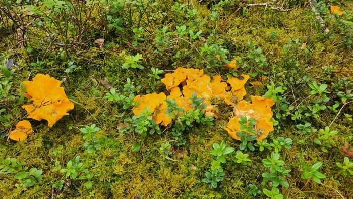 Röda stugan, sjönära med Wi-Fi och roddbåt - Bild 16