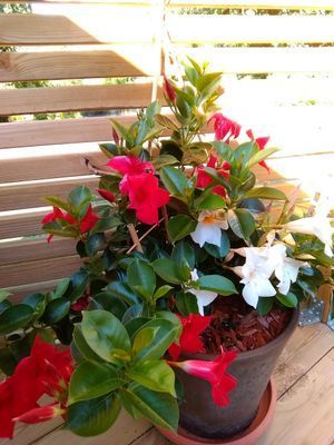 Röd liten stuga i blekingska skärgården - Bild 2