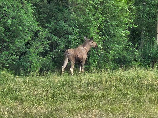 Röda stugan, sjönära med Wi-Fi och roddbåt - Bild 15