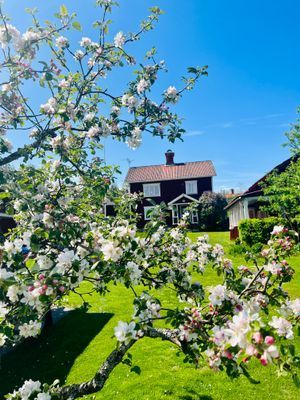 Huset från trädgården.