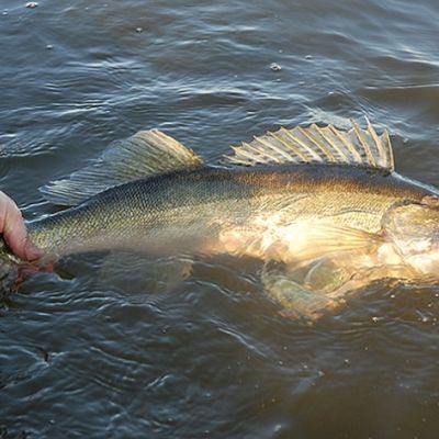 Röda stugan, sjönära med Wi-Fi och roddbåt - Bild 14