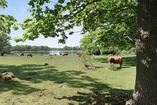 Havsnära & strandängar i vackra Blekinge - Bild 12