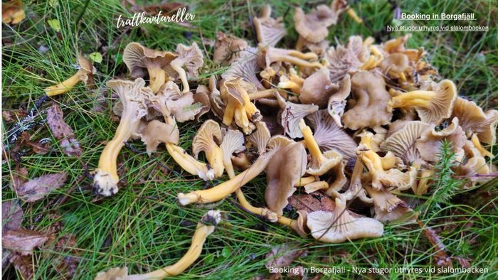 Booking in Borgafjäll - Stugor uthyres vid backen - Bild 65
