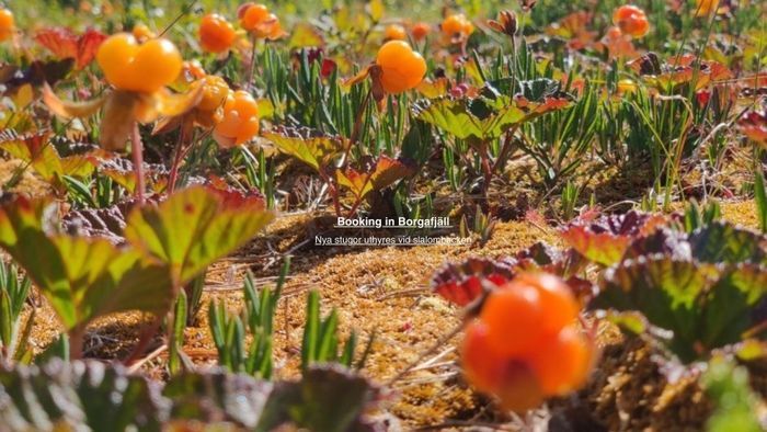 Booking in Borgafjäll - Stugor uthyres vid backen - Bild 64