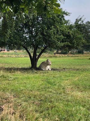 Röd liten stuga vid sjön - Bild 24