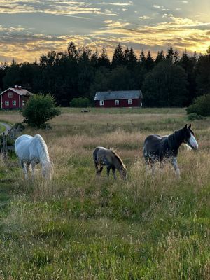 Våra djur kan beta på markerna vid er vistelse