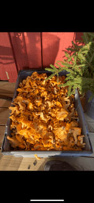 Kantareller plockade 200meter från stugan 2022