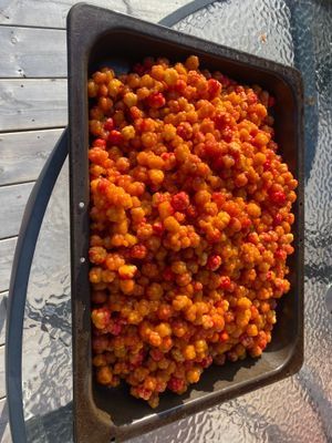 Hjortron plockade på fjället ovanför stugan ca 30min promenad