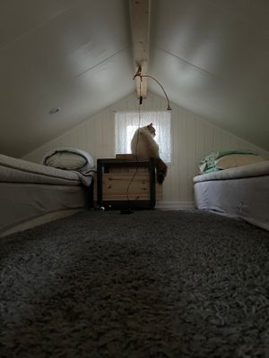 Fräsch liten stuga med sovloft - Bild 5