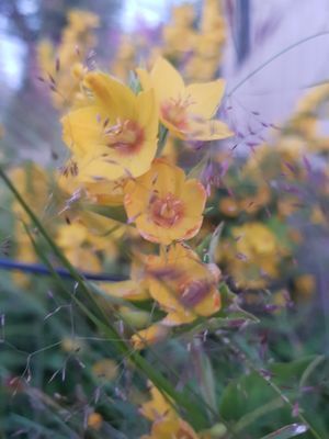 Mysigt 1800-talshus med 4 sovrum - Bild 32