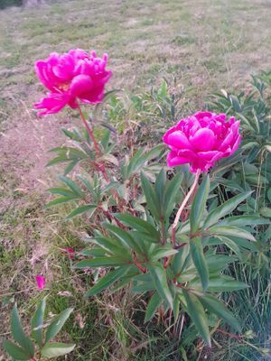 Mysigt 1800-talshus med 4 sovrum - Bild 34