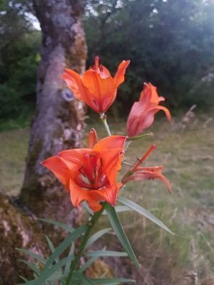 Mysigt 1800-talshus med 4 sovrum - Bild 29