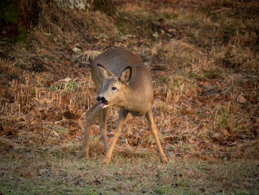 Torp nära havet på Orust, Bohuslän - Bild 36