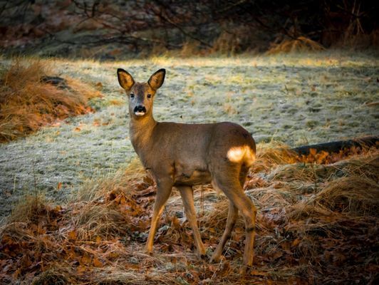 Torp nära havet på Orust, Bohuslän - Bild 37