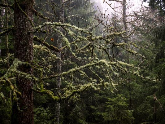 Torp nära havet på Orust, Bohuslän - Bild 41