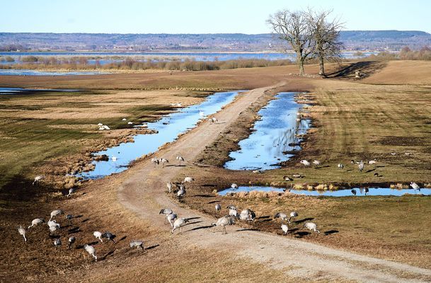 Hornborgarsjön med trandansen