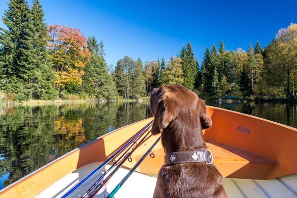 Hundar trivs på den stora naturtomten!